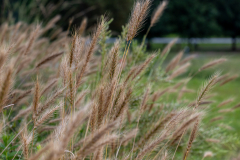 Alexander Park Brush Alexander Park Brush