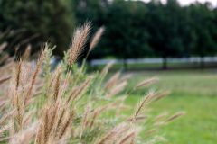 Alexander Park Brush Alexander Park Brush