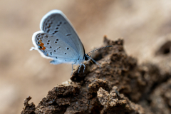 eastern tailed-blue butterfly eastern tailed-blue butterfly