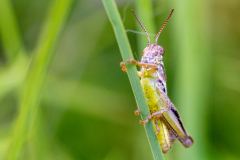 red-legged grasshopper red-legged grasshopper