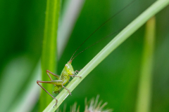 Katydid Katydid