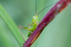 Katydid Katydid
