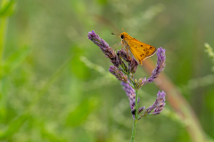 fiery skipper fiery skipper