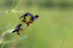 two-spotted scoliid wasps two-spotted scoliid wasps