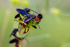 two-spotted scoliid wasps two-spotted scoliid wasps