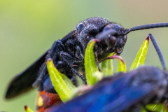 two-spotted scoliid wasps two-spotted scoliid wasps