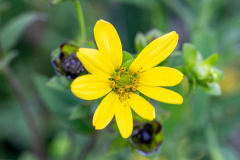 two-spotted scoliid wasps two-spotted scoliid wasps
