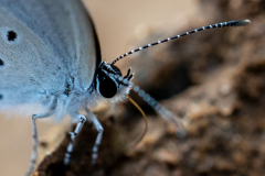 eastern tailed-blue butterfly eastern tailed-blue butterfly