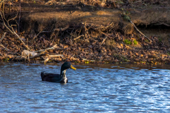 Alexander-Park-Wintry-Sunset-04