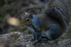 Alexander-Park-Wintry-Sunset-06