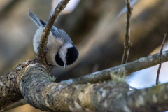 Alexander-Park-Wintry-Sunset-11