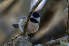 Alexander-Park-Wintry-Sunset-13