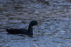Alexander-Park-Wintry-Sunset-17