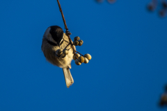 Alexander-Park-Wintry-Sunset-24