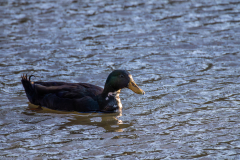 Alexander-Park-Wintry-Sunset-26