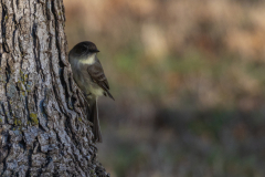 Alexander-Park-Wintry-Sunset-39