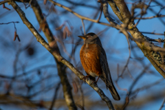 Alexander-Park-Wintry-Sunset-43