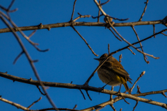 Alexander-Park-Wintry-Sunset-45