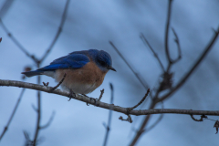 Alexander-Park-Wintry-Sunset-56