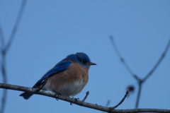 Alexander-Park-Wintry-Sunset-57