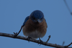 Alexander-Park-Wintry-Sunset-58