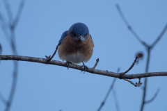 Alexander-Park-Wintry-Sunset-59