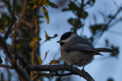 Alexander-Park-Wintry-Sunset-61
