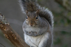 Alexander-Park-Wintry-Sunset-63