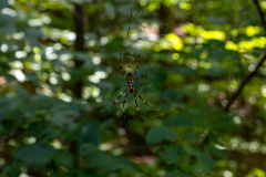 Amicalola-September-2026-18