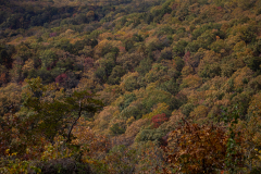 1_Valley-Trees-Zoomed-out