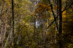 Falls-Behind-the-Trees Falls-Behind-the-Trees