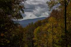 Midway-trees-and-mountain-backdrop-zoomed