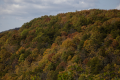 Moutain-Trees-Leftward