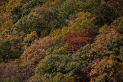 Valley-Trees-Zoomed