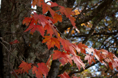 Vibrant-Isolated-Leaves