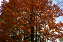 Vibrant-Tree-Underside Vibrant-Tree-Underside