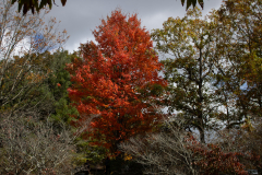 Vibrant-Tree Vibrant-Tree