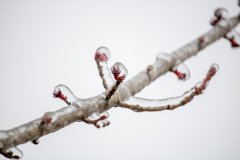 Winter-Storm-January-2026-19