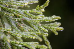 Winter-Storm-January-2026-38