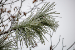 Winter-Storm-January-2026-42