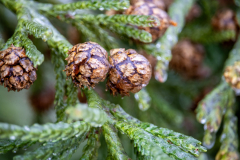 Winter-Storm-January-2026-44