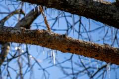 Winter-Storm-January-2026-57