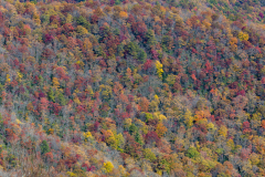 Mid zoom on colorful trees Mid zoom on colorful trees