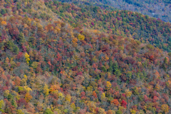 Colorful trees
