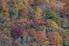 Close zoom on colorful trees Close zoom on colorful trees