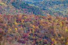 Colorful trees layered Colorful trees layered