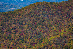 Colorful trees hillside Colorful trees hillside