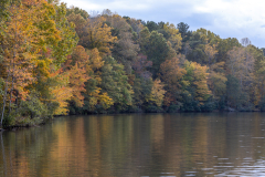 Trees bending around lake Trees bending around lake