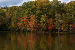 Zoom on trees across lake Zoom on trees across lake