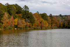 Shoreline colorful trees Shoreline colorful trees